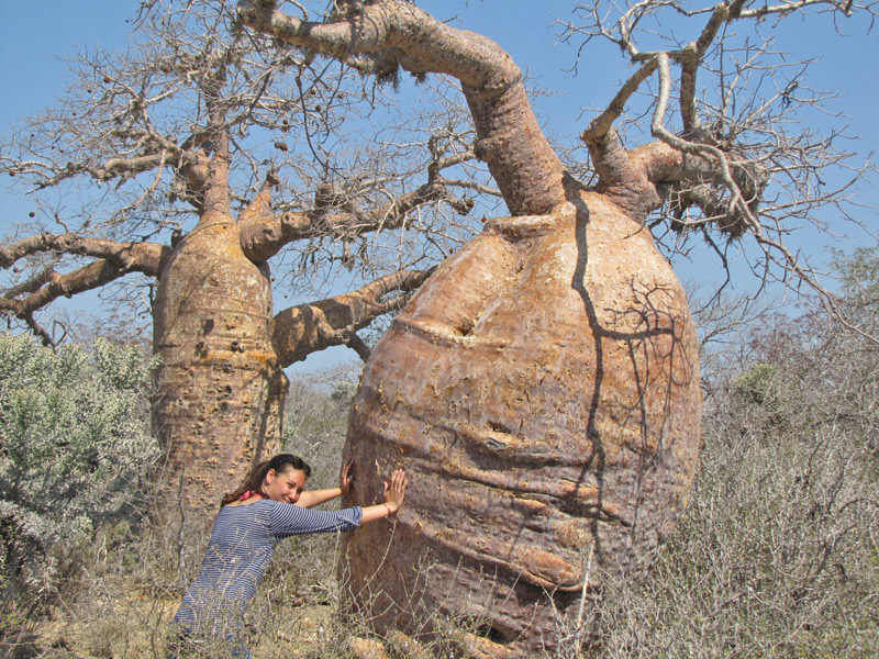 Au détour d'un chemin, un baobab obèse ou une citrouille ?