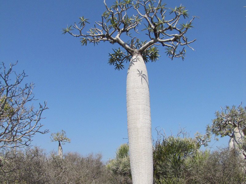 Randonnez à Madagascar en pleine nature, parmi les baobabs