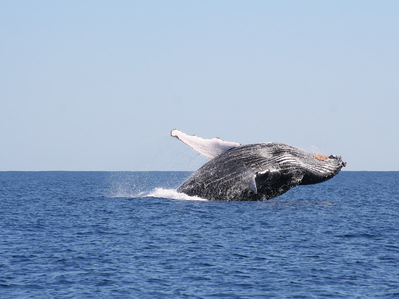 Baleine hydroglisseuse à l'aterrissage à Madagascar