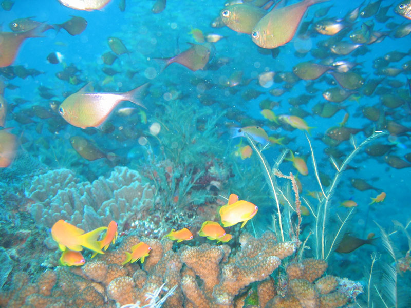 Plongée découverte : poissons et corail de Madagascar