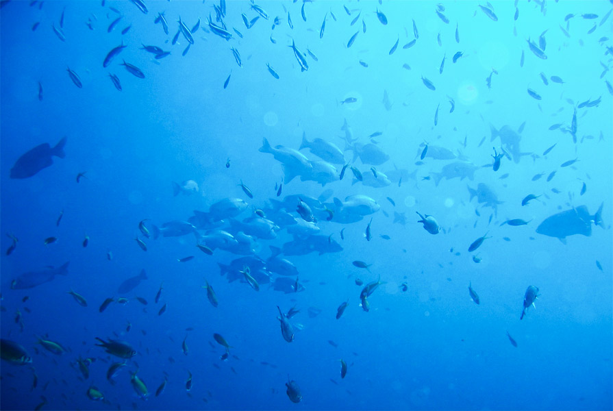 Plongée parmi les poissons à Madagascar